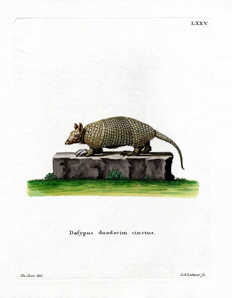 12-kaistainen Armadillo (värillinen kaiverrus) tekijältä German School