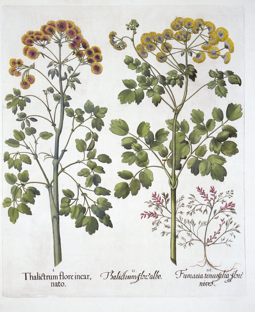 Two Kindd of Meadow Rue ja Fumewort, Hortus Eystettensis, kirjoittanut Basil Besler (1561-1629), pub. 1613 (käsinvärinen kaiverrus) tekijältä German School