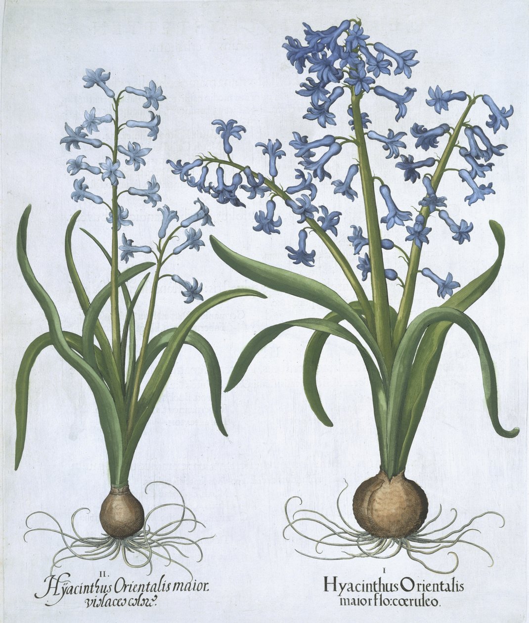 Kaksi sinistä hyasintia, Hortus Eystettensis, Basil Besler (1561-1629) pub. 1613 (käsinvärinen kaiverrus) tekijältä German School