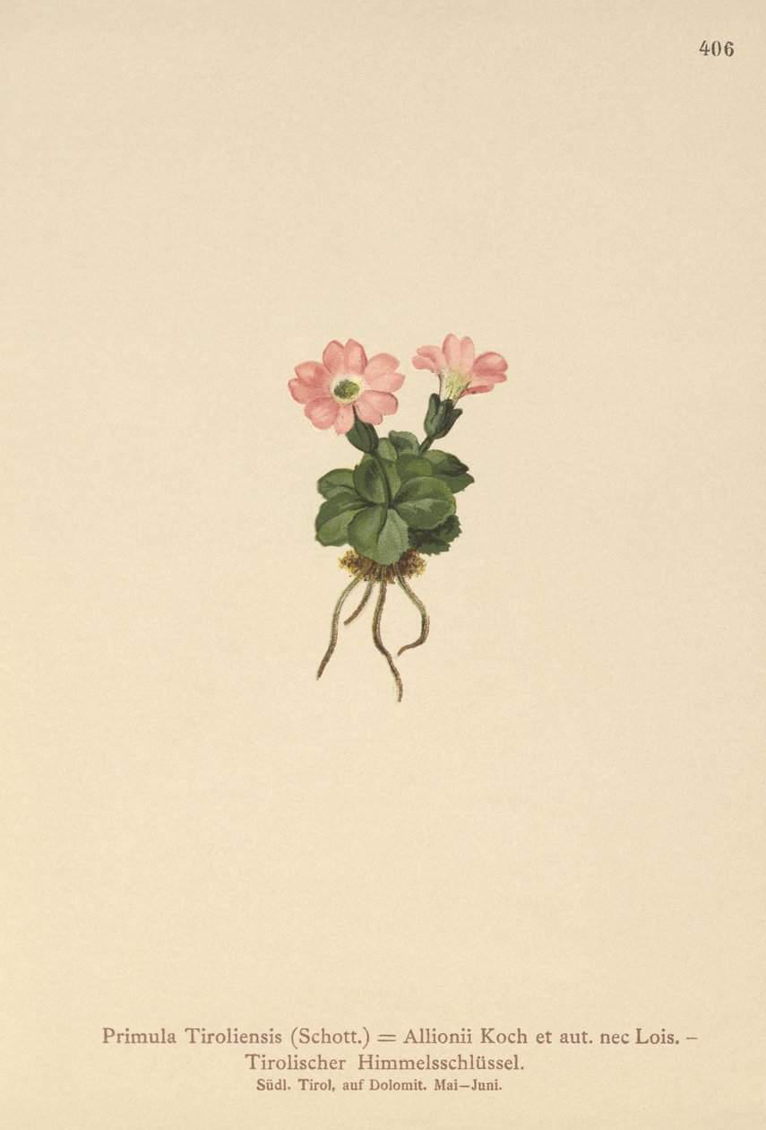 Tirolin esikko (Primula tyrolensis, Primula Tirolensis, Primula Allionii) tekijältä German School