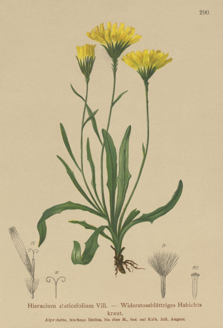 Sateenvarjomaito (Hieracium staticefolium, Hieracium staticifolium, Tolpis staticifolia, Chlorocrepis staticifolium, Chlorocrepis staticifolia) tekijältä German School