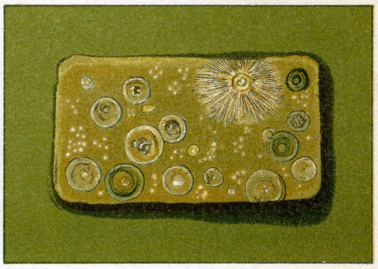 Epäterveelliset bakteerimäärät juomavedessä, n. 1890 (värikromolitografia) tekijältä German School
