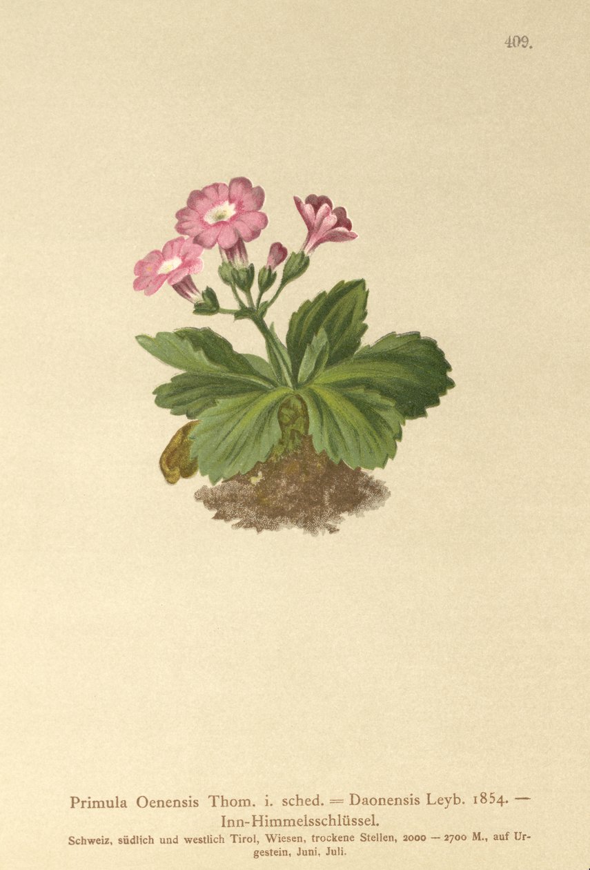 Val-Daone Primrose (Primula Oenensis, Primula Daonensis) tekijältä German School