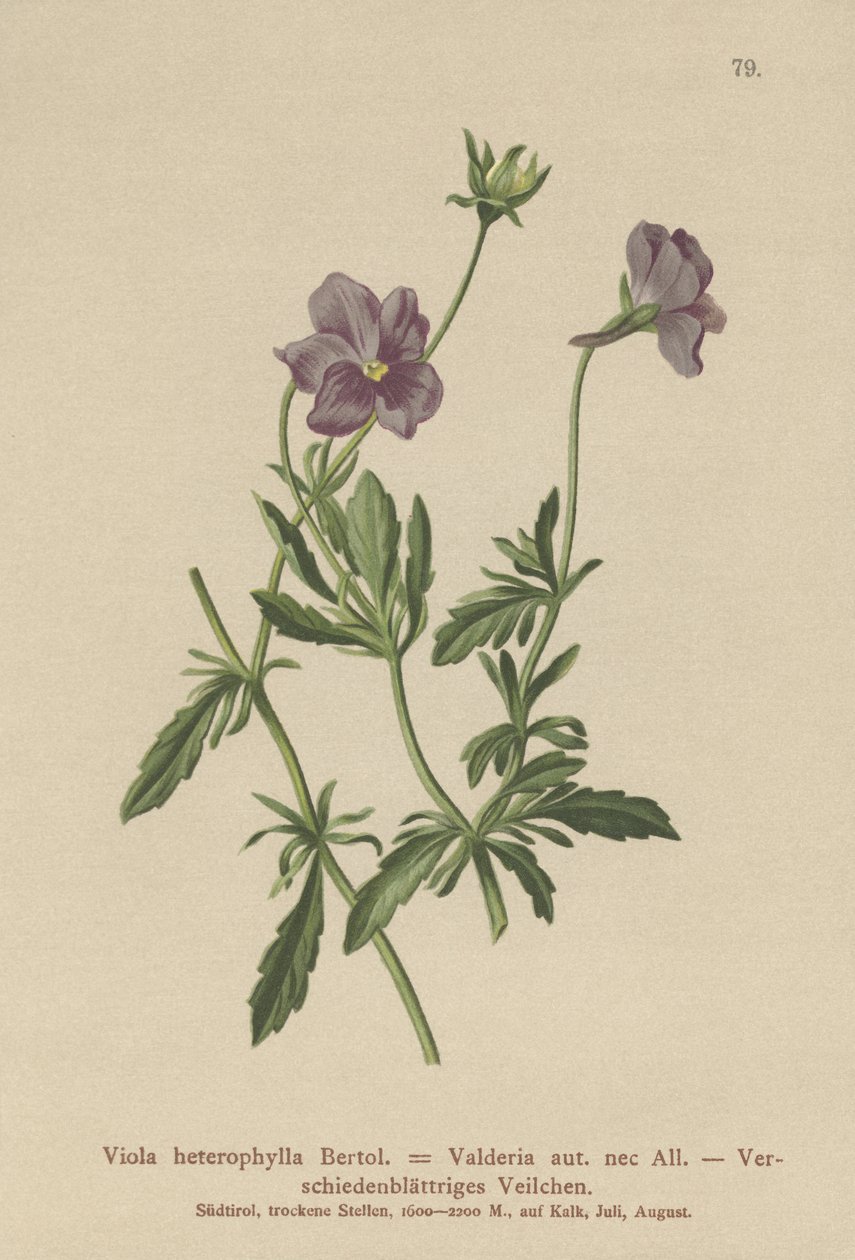 Valderia Violet (Viola heterophylla, Viola Valderia) tekijältä German School