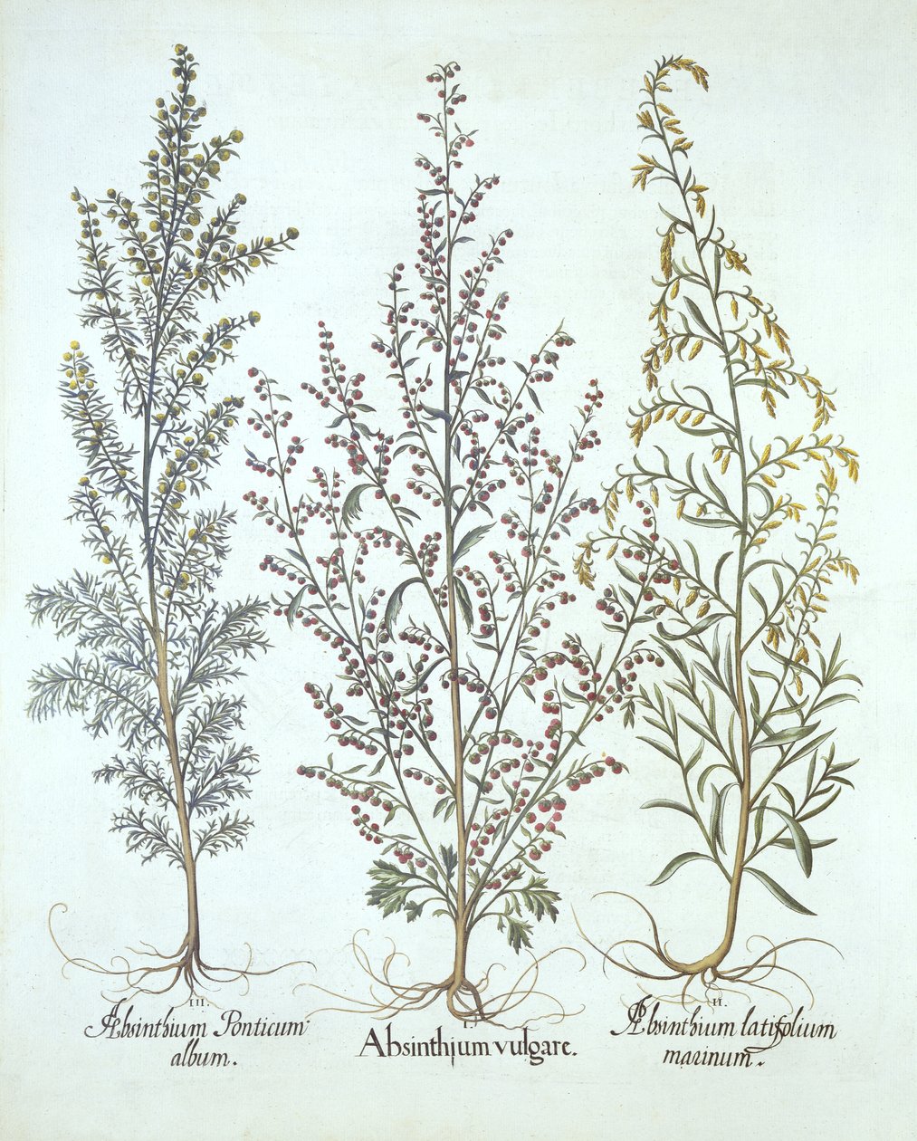 Variaatioita koiruohosta, kirjasta Hortus Eystettensis, kirjoittanut Basil Besler (1561-1629), pub. 1613 (käsinvärinen kaiverrus) tekijältä German School