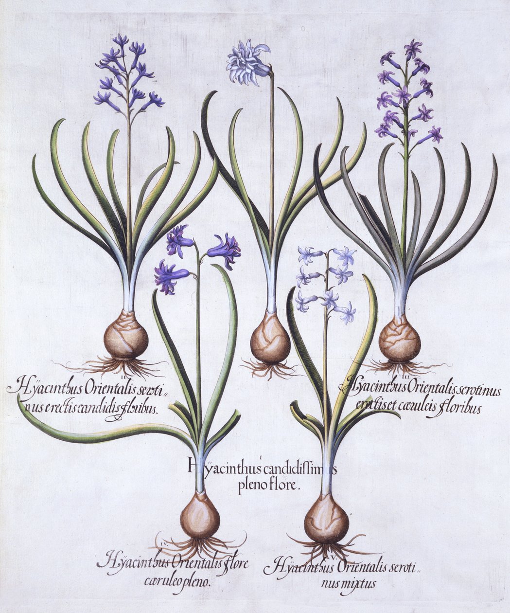 Sipulihyasintin lajikkeet, Hortus Eystettensis, Basil Besler (1561-1629), pub. 1613 (käsinvärinen kaiverrus) tekijältä German School