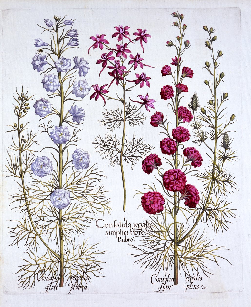 Larkspur-lajikkeet, Hortus Eystettensis, Basil Besler (1561-1629), pub. 1613 (käsinvärinen kaiverrus) tekijältä German School