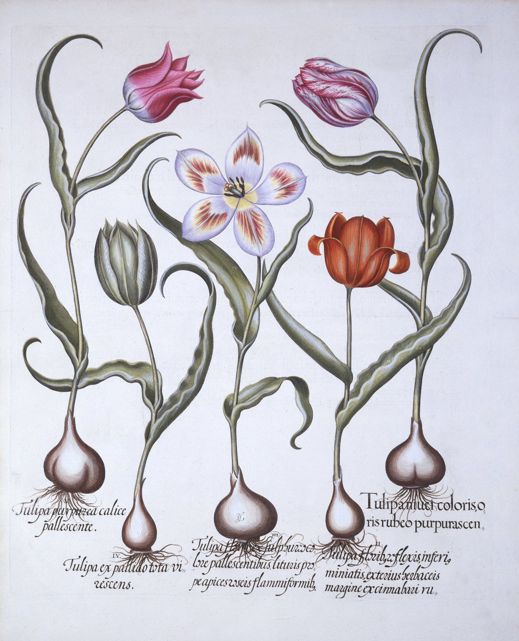 Tulppaanilajikkeet, Hortus Eystettensis, kirjoittanut Basil Besler (1561-1629), pub. 1613 (käsinvärinen kaiverrus) tekijältä German School
