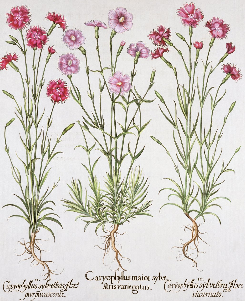 Erilaisia Dianthus-lajikkeita Basil Beslerin (1561-1629) Hortus Eystettensisistä, pub. 1613 (käsinvärinen kaiverrus) tekijältä German School