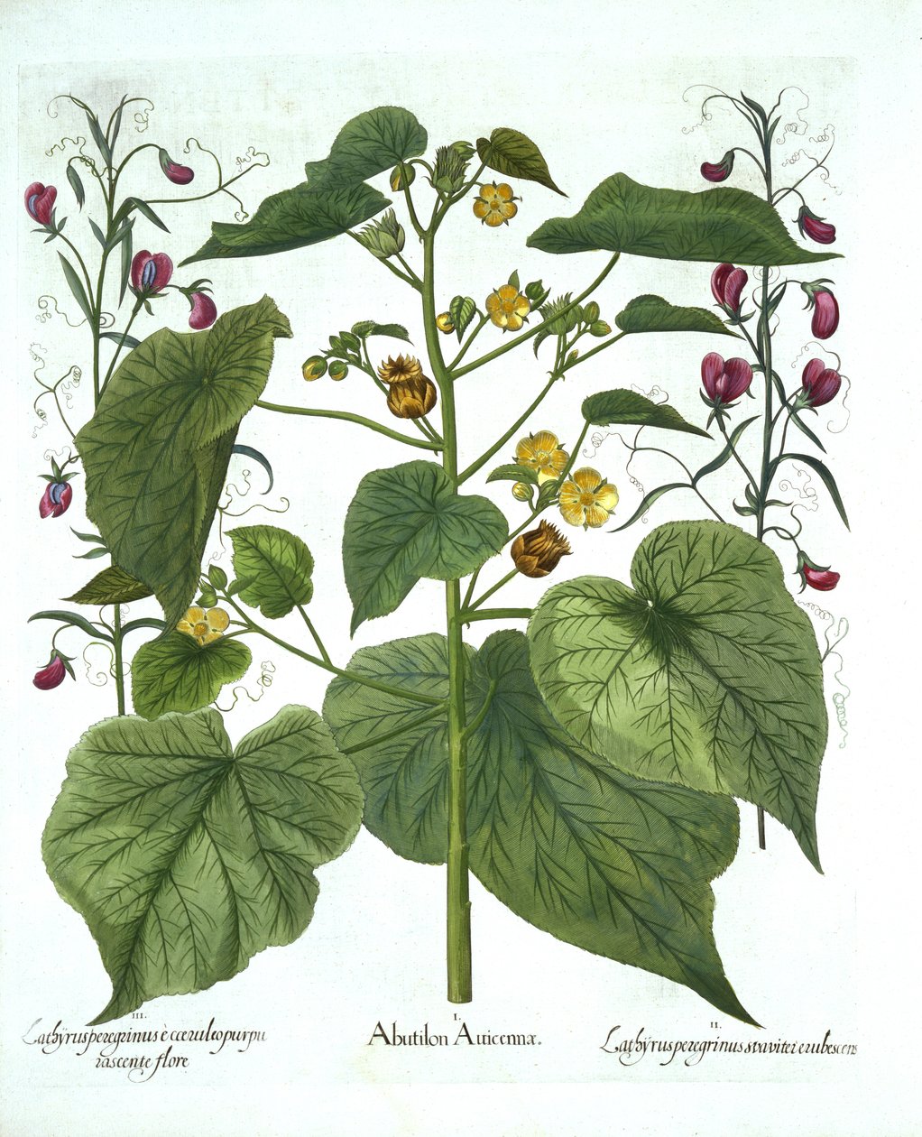 Velvetleaf and Sweet Peas, Hortus Eystettensis, kirjoittanut Basil Besler (1561-1629), pub. 1613 (käsinvärinen kaiverrus) tekijältä German School