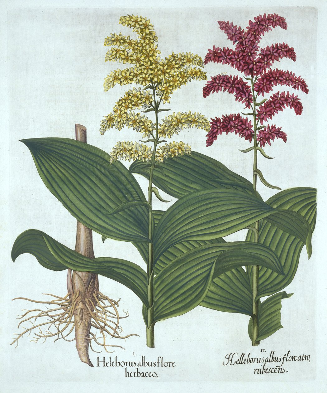 Veratrum, teoksesta "Hortus Eystettensis", kirjoittanut Basil Besler tekijältä German School