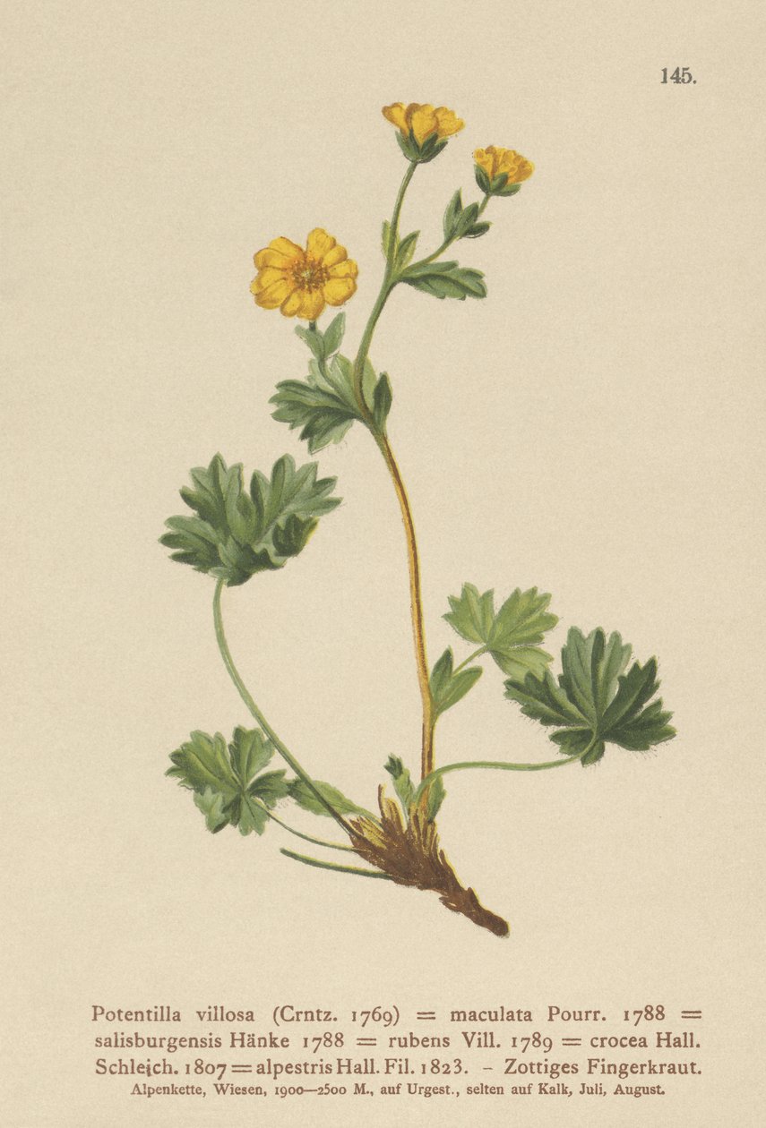 Villous Cinquefoil (Potentilla villosa, Potentilla maculata, Potentilla rubens, Potentilla crocea, Potentilla alpestris, Potentilla salisburgensis). tekijältä German School