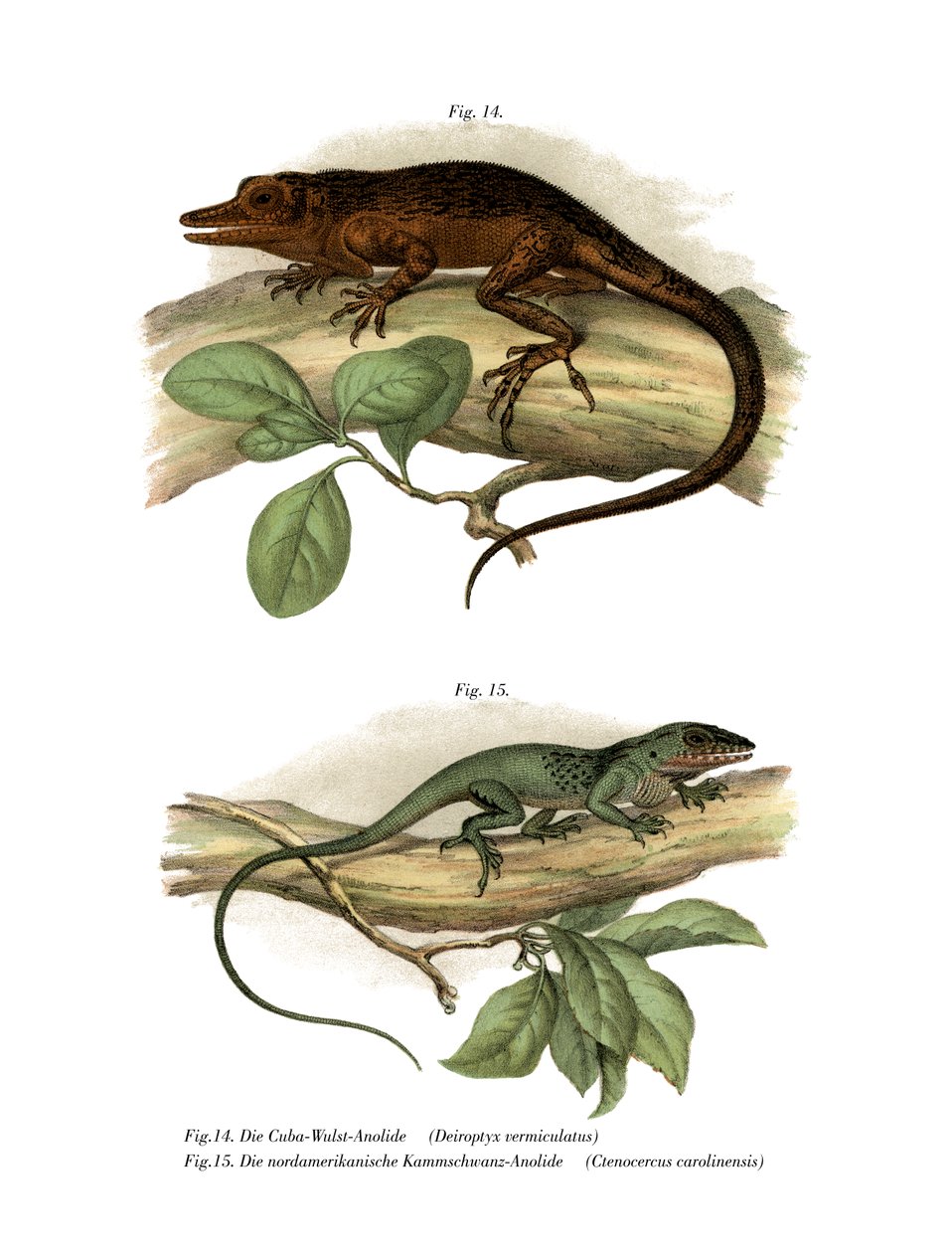 Vinales Anole (väri litho) tekijältä German School