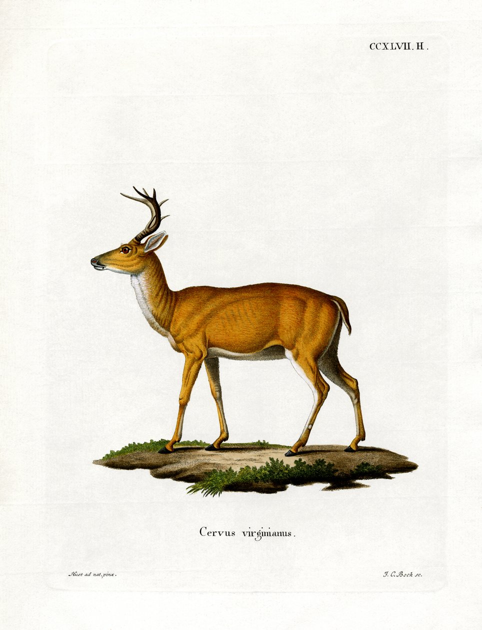 Virginian Deer (värillinen kaiverrus) tekijältä German School