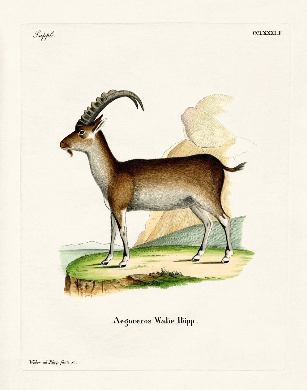 Walia Ibex (värillinen kaiverrus) tekijältä German School