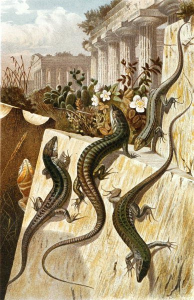 Seinälisko, levy "Brehms Tierleben: Allgemeine Kunde des Tierreichs", vol.7, s.151, julkaisija Bibliographisches Institut tekijältä German School