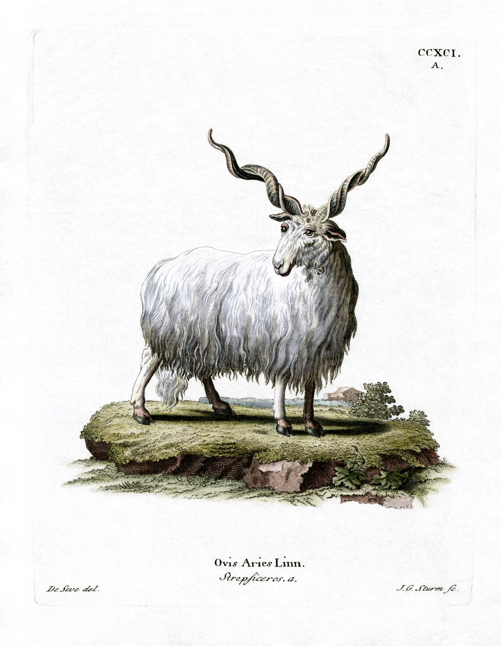 Wallachian Sheep (värillinen kaiverrus) tekijältä German School