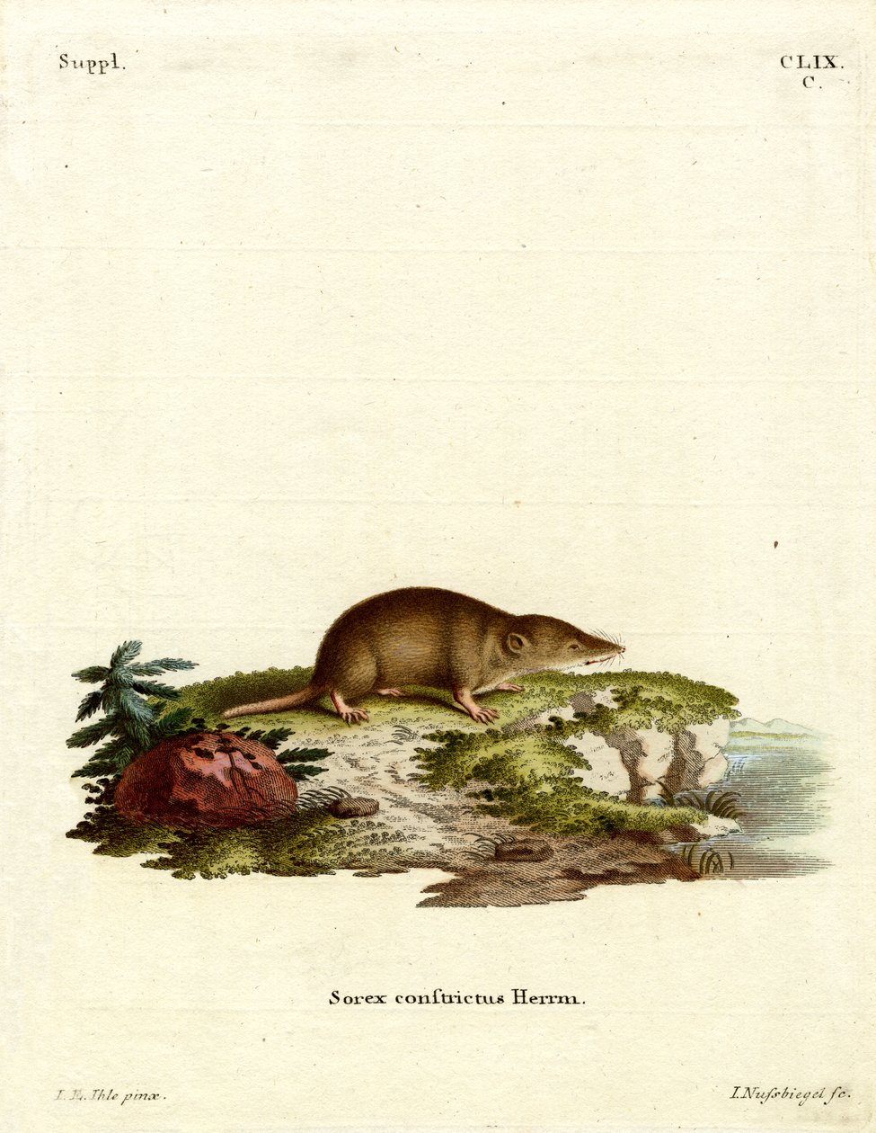 Water Shrew (värillinen kaiverrus) tekijältä German School