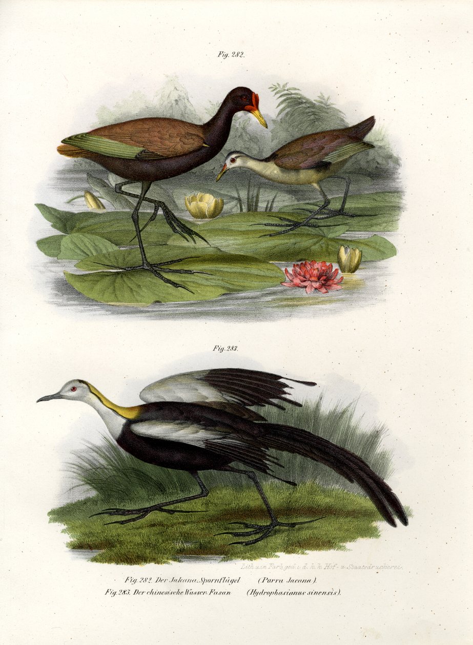 Wattled Jacana, 1864 tekijältä German School
