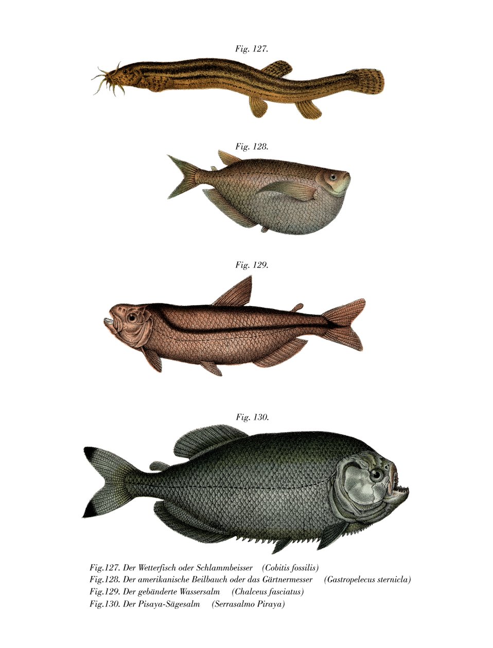 Weather Loach (väri litho) tekijältä German School
