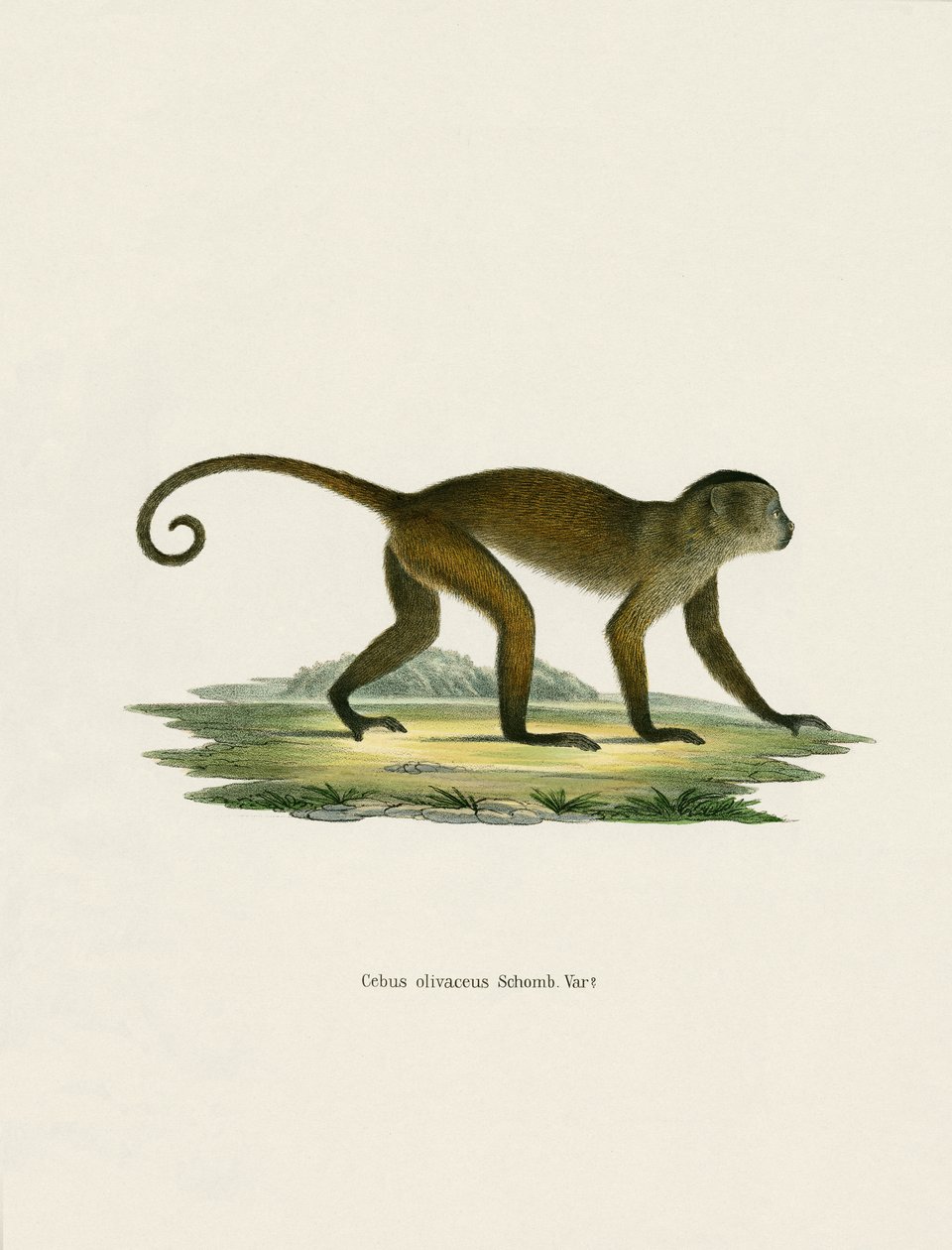 Weeper Capuchin (värillinen kaiverrus) tekijältä German School