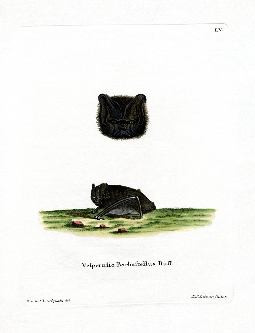 Western Barbastelle (värillinen kaiverrus) tekijältä German School