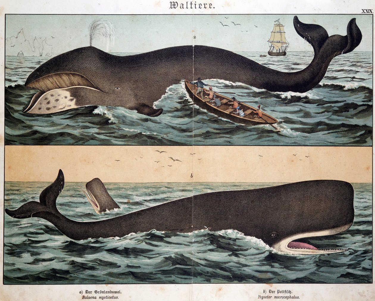 Whale, julkaisussa "Natural History of Mammals", toim. Schreiber, München tekijältä German School