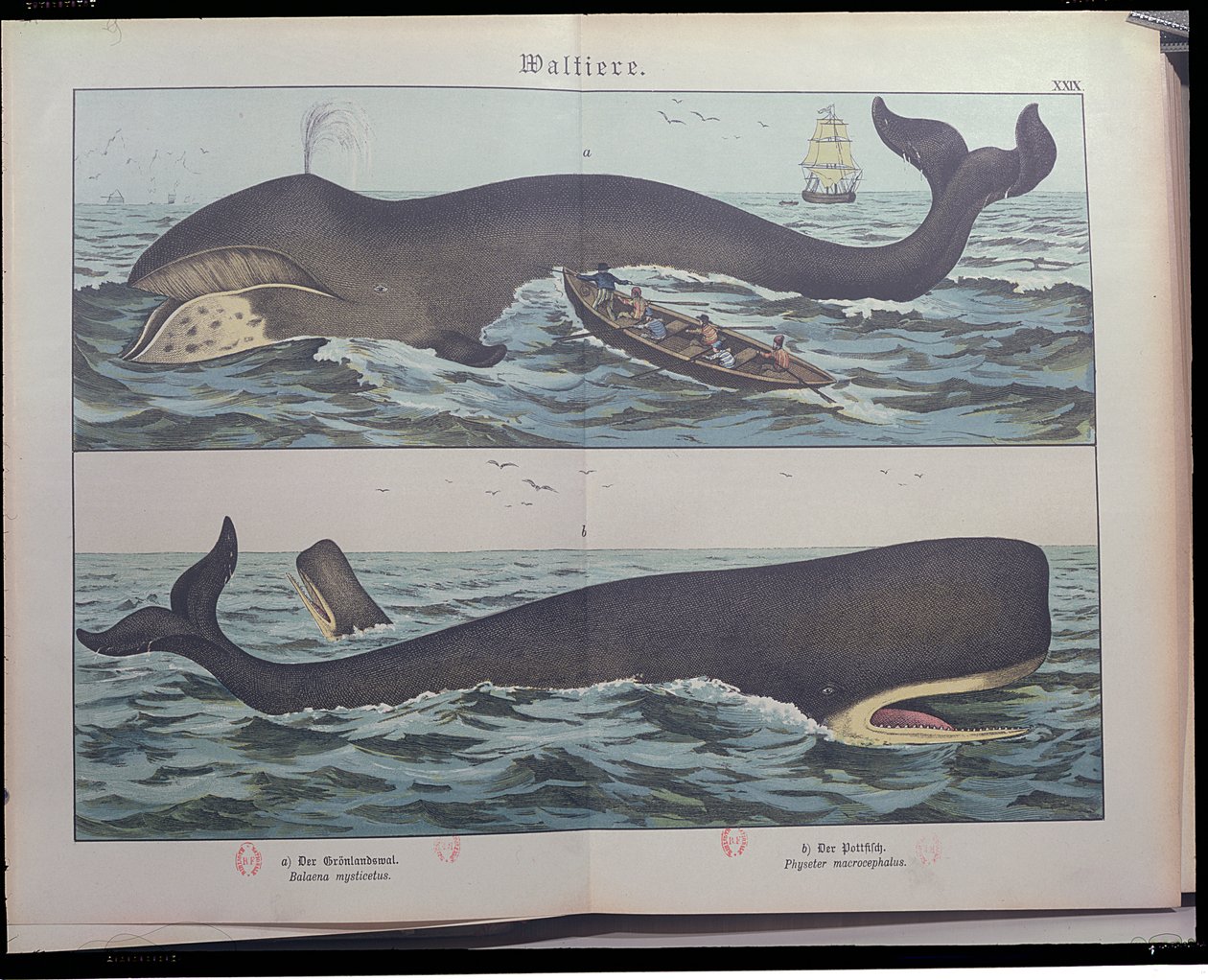Valaanpyynti ja sperma, Gotthelf Heinrich von Schubertin (1780-1860) teoksesta Natural History of Mammals (1861), julkaistu Stuttgartissa, 1886 (värikaiverrus) tekijältä German School