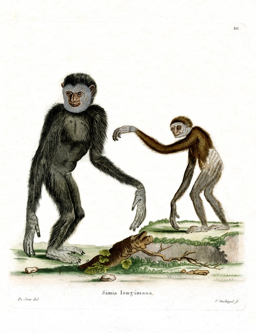 Valkokätinen Gibbon (värillinen kaiverrus) tekijältä German School