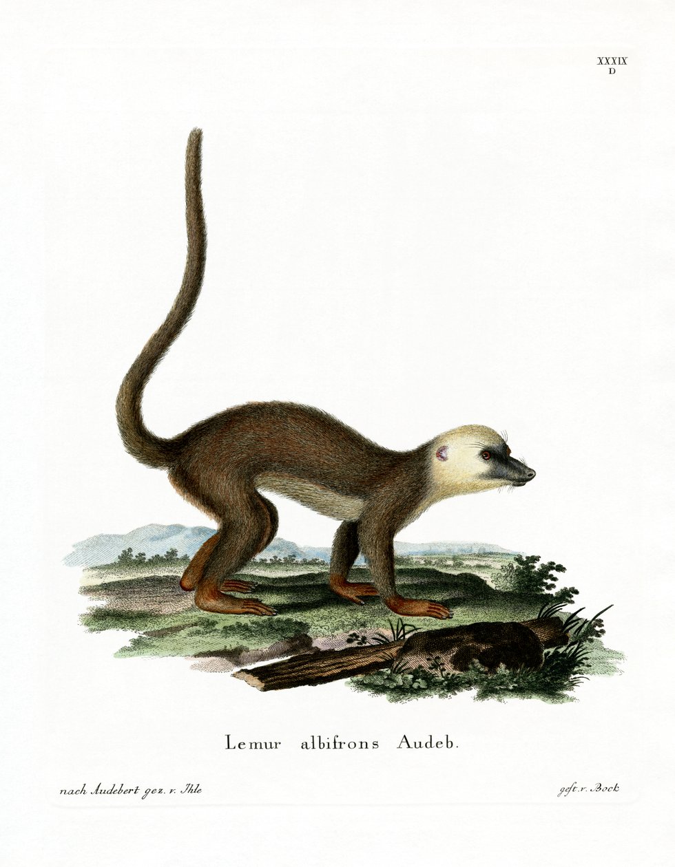 Valkopäinen lemur (värillinen kaiverrus) tekijältä German School