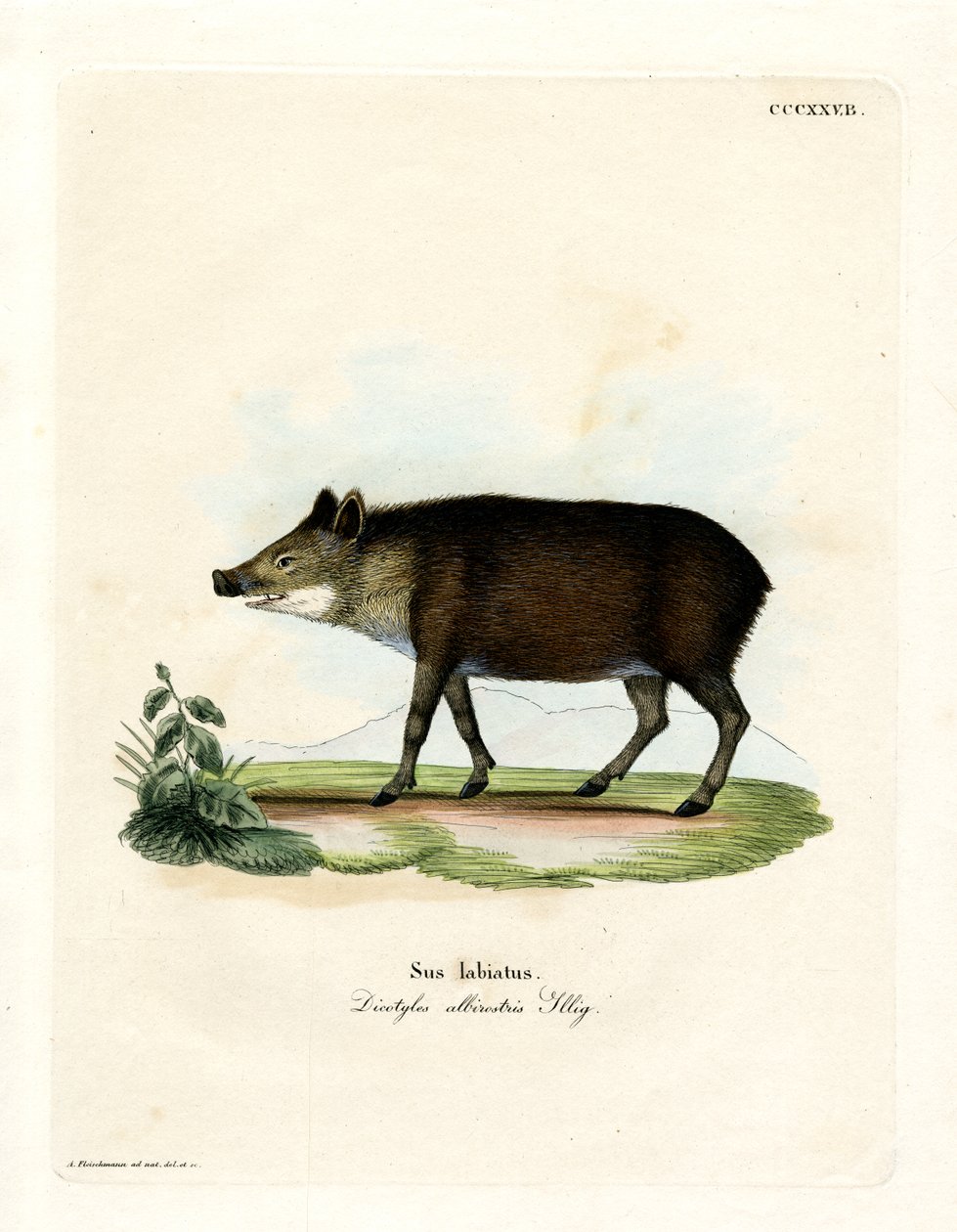 Valkohuulinen Peccary (värillinen kaiverrus) tekijältä German School