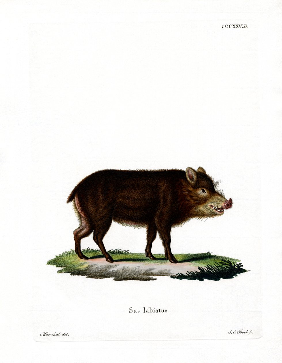 Valkohuulinen Peccary tekijältä German School