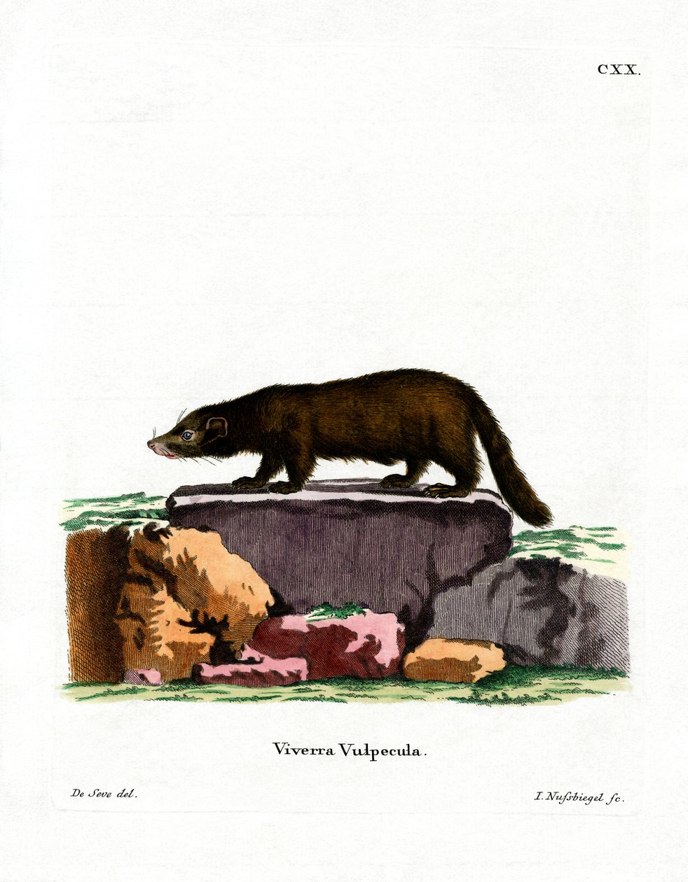 Valkoinen nenä Coati (värillinen kaiverrus) tekijältä German School