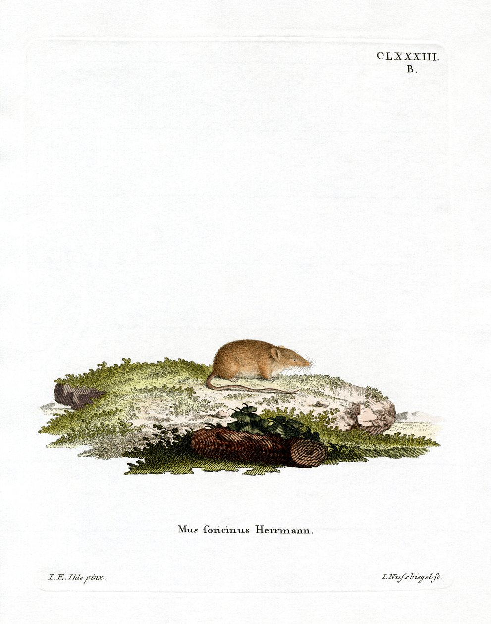 Valkohammaskärpäs (värillinen kaiverrus) tekijältä German School