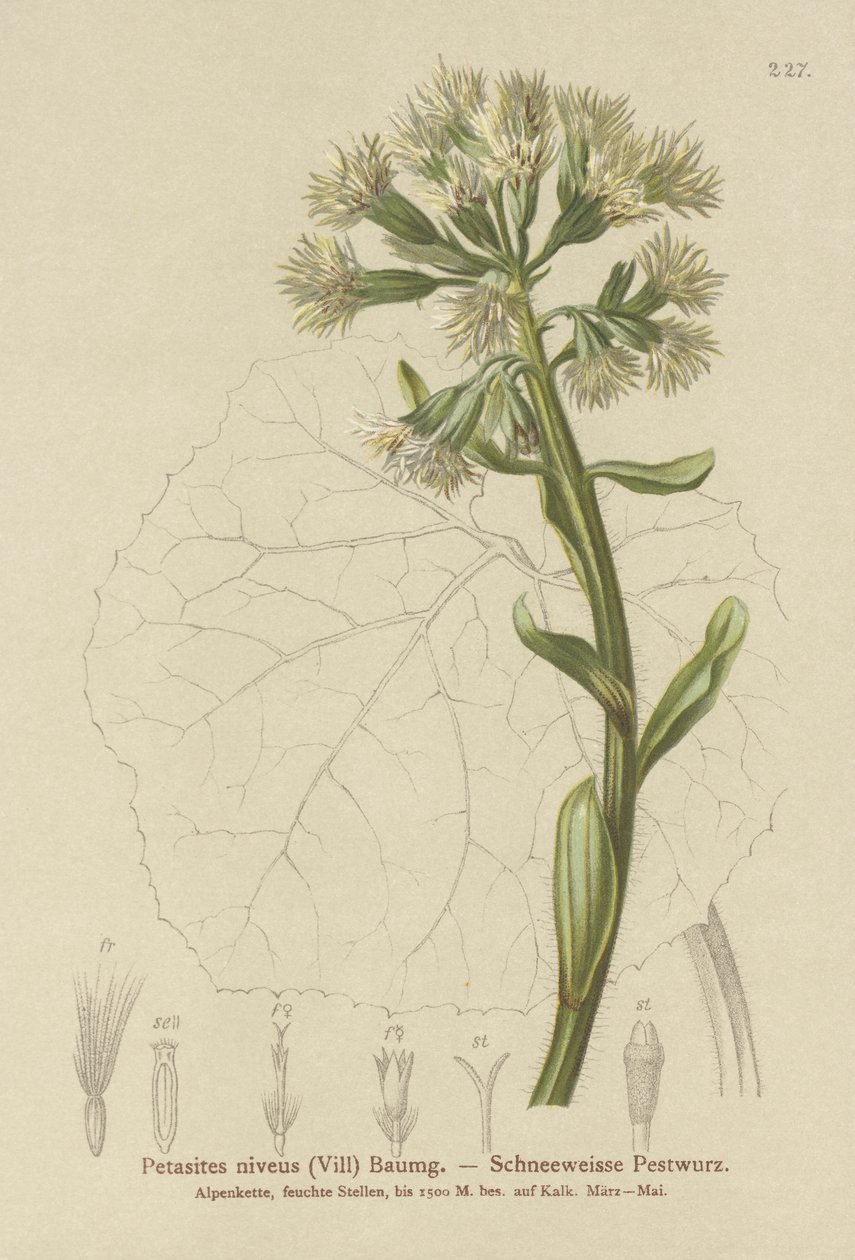 White Butterbur (Petasites niveus, Petasites albus) tekijältä German School