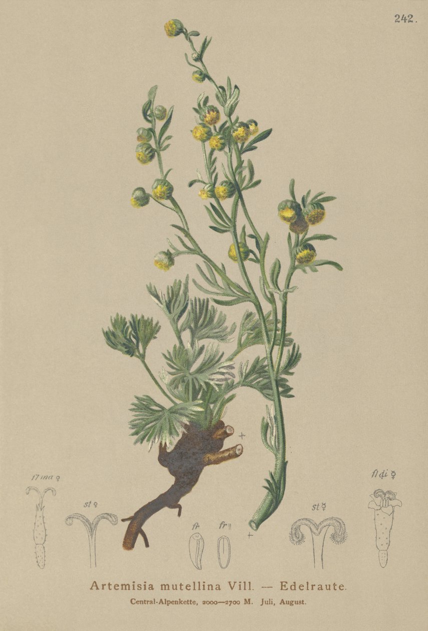 White Genepi (Artemisia mutellina, Artemisia umbelliformis) tekijältä German School
