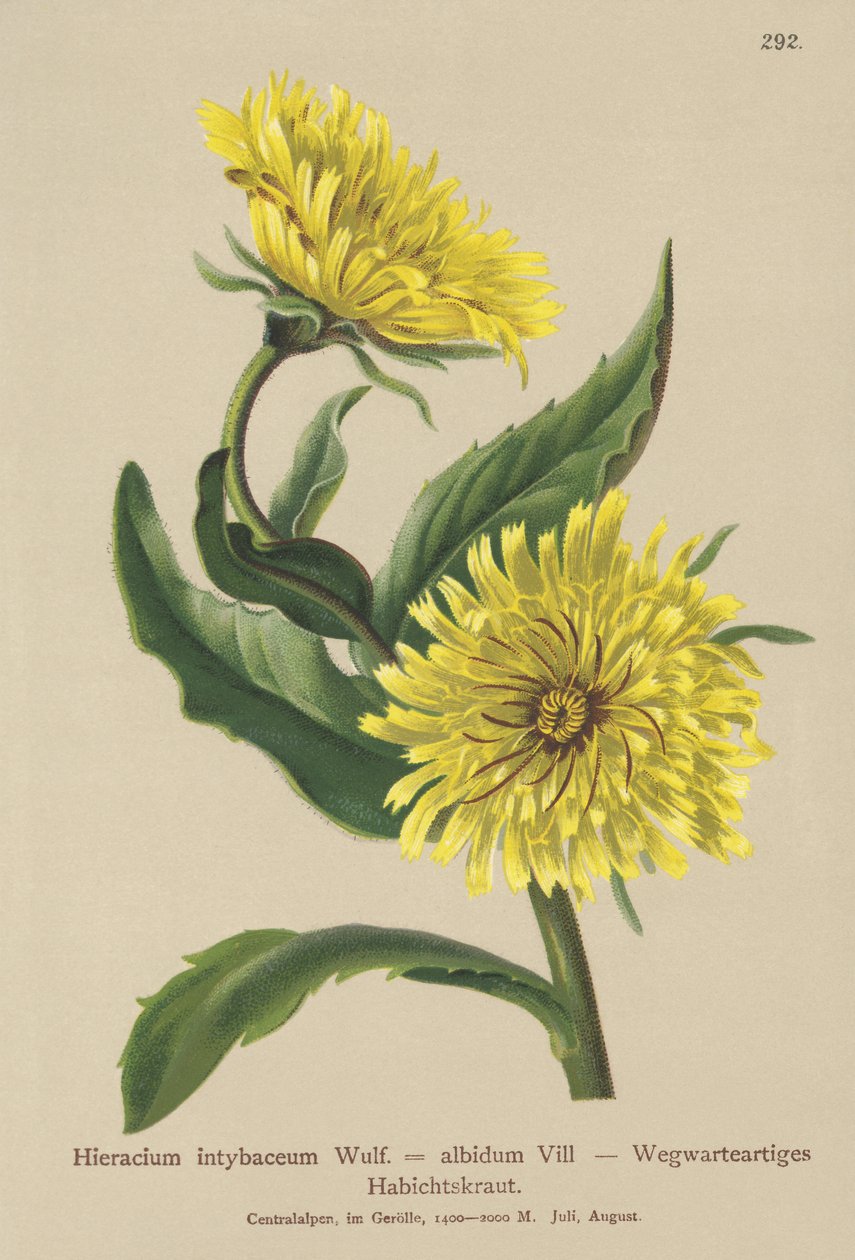 White Hawkweed (Hieracium intybaceum) tekijältä German School