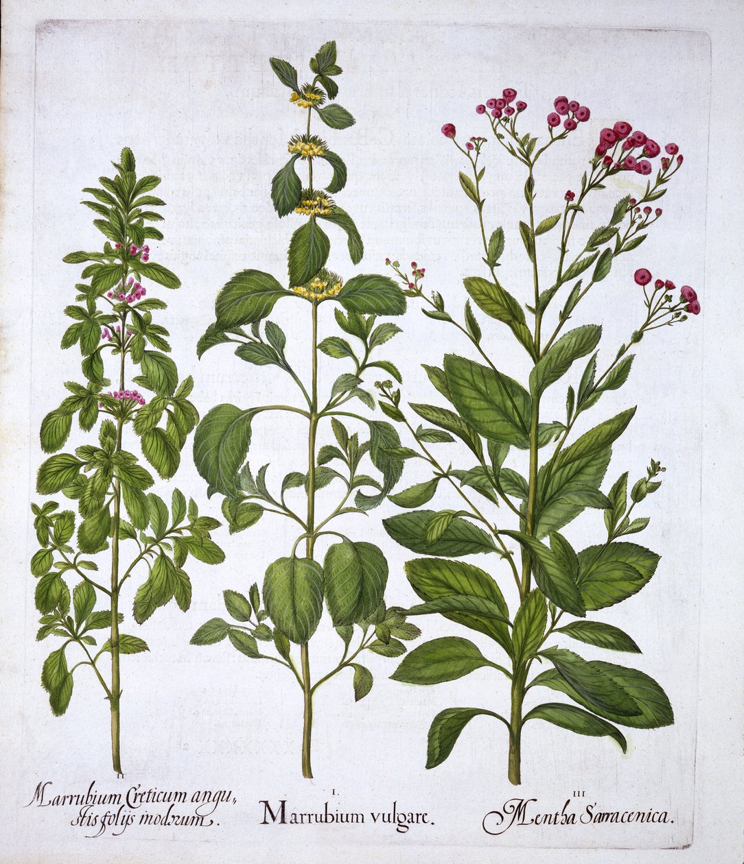 White Horehound, Horehound ja Mint, Hortus Eystettensis, kirjoittanut Basil Besler (1561-1629), pub. 1613 (käsinvärinen kaiverrus) tekijältä German School