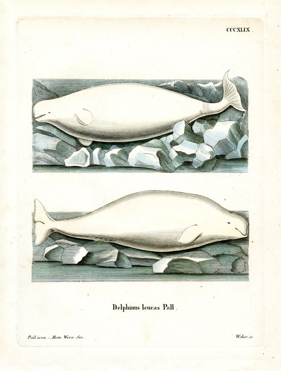 White Whale (värillinen kaiverrus) tekijältä German School