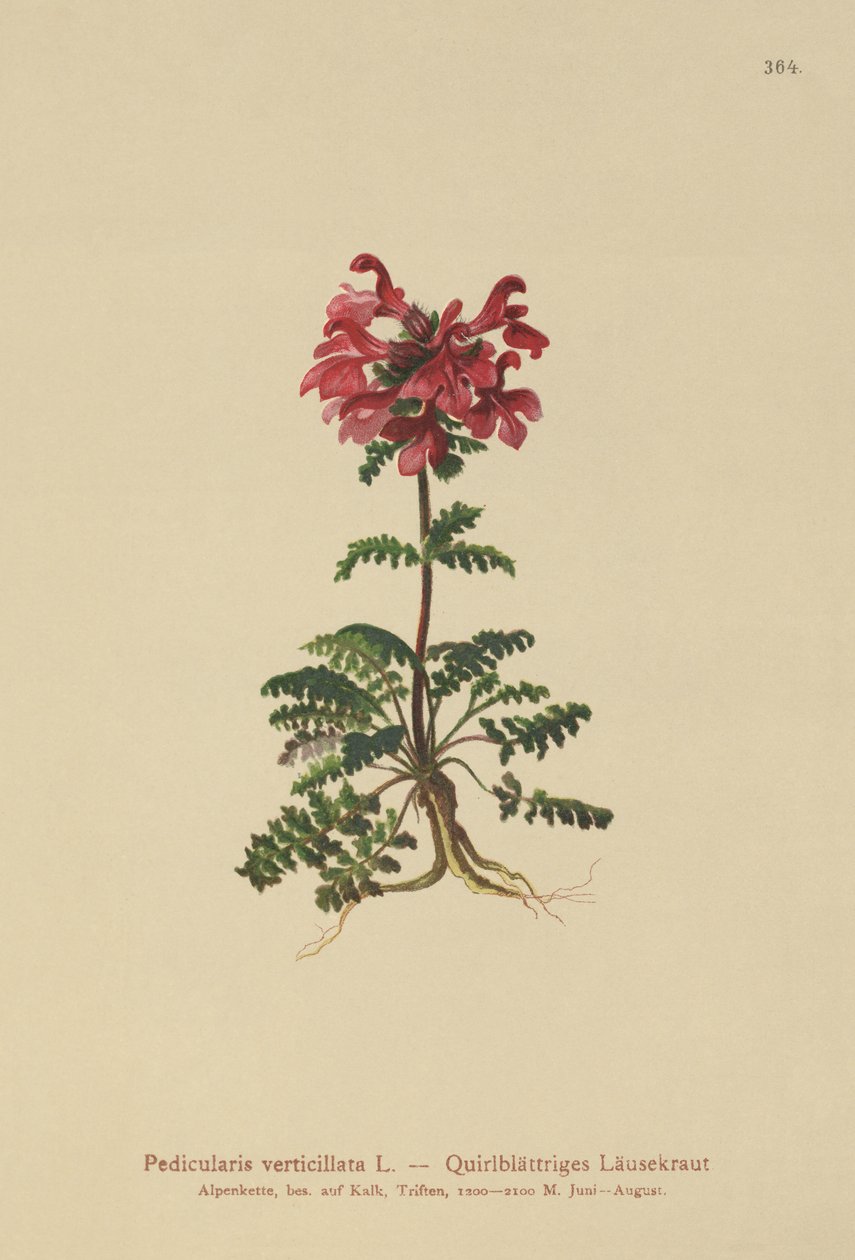 pyörölousewort (Pedicularis verticillata) tekijältä German School