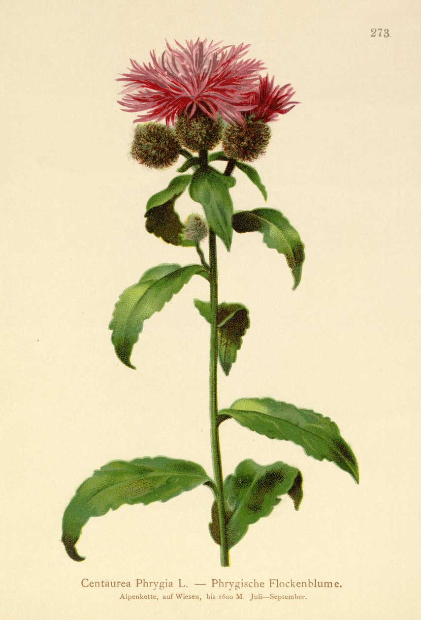 Wig Knapweed (Centaurea Phrygia) tekijältä German School