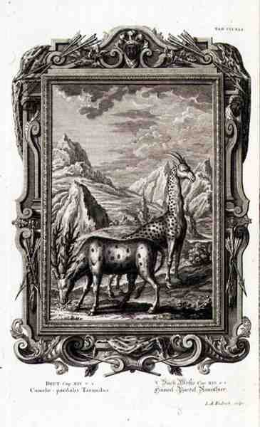 Wild Animals, "Physica Sacra", kaiverrus Jacob Andreas Fridrich (1684-1751) Augsberg tekijältä German School