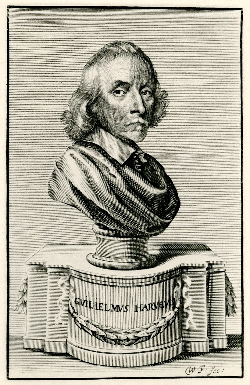 William Harvey tekijältä German School