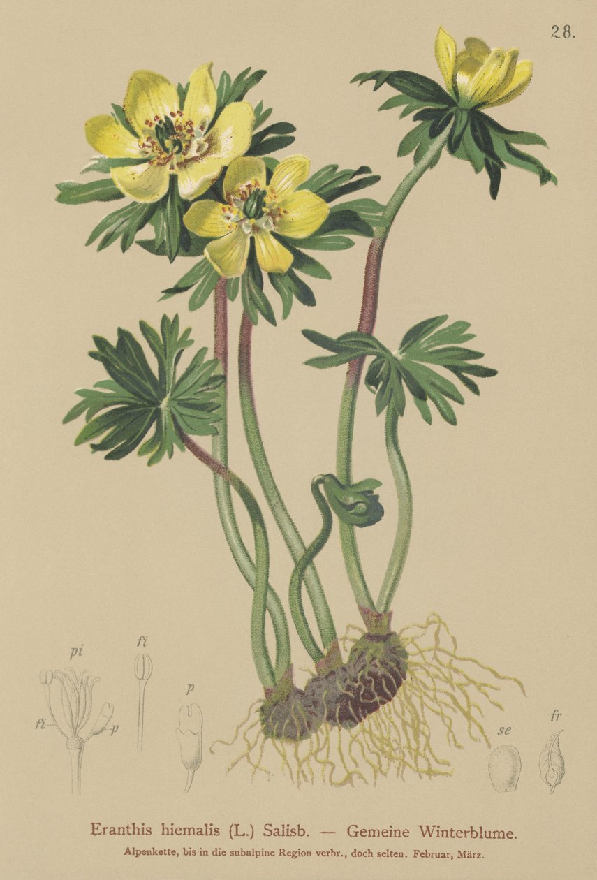 Talviakoniitti (Eranthis hiemalis, Eranthis hyemalis) tekijältä German School