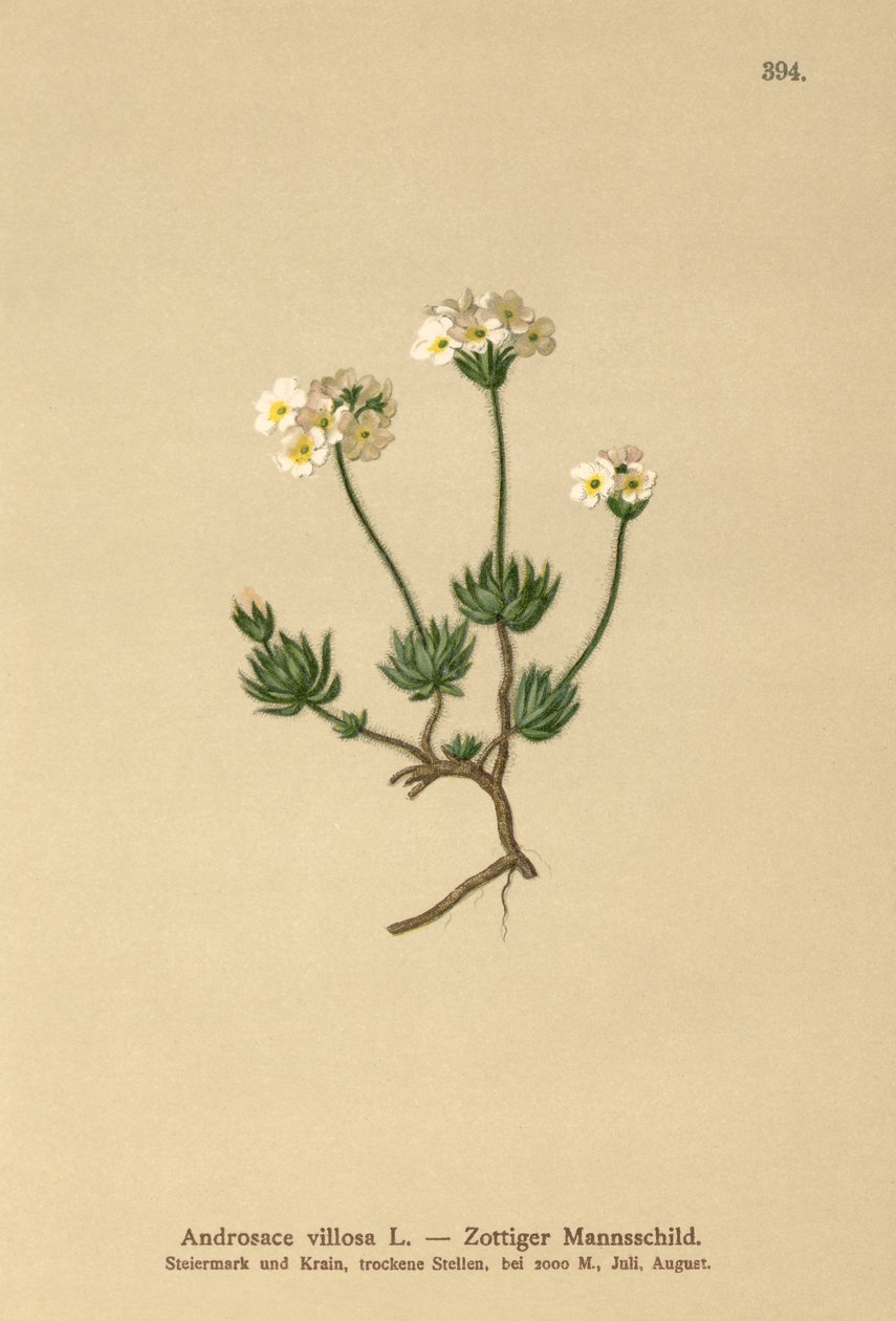 Wolly Rock Jasmine (Androsace villosa) tekijältä German School
