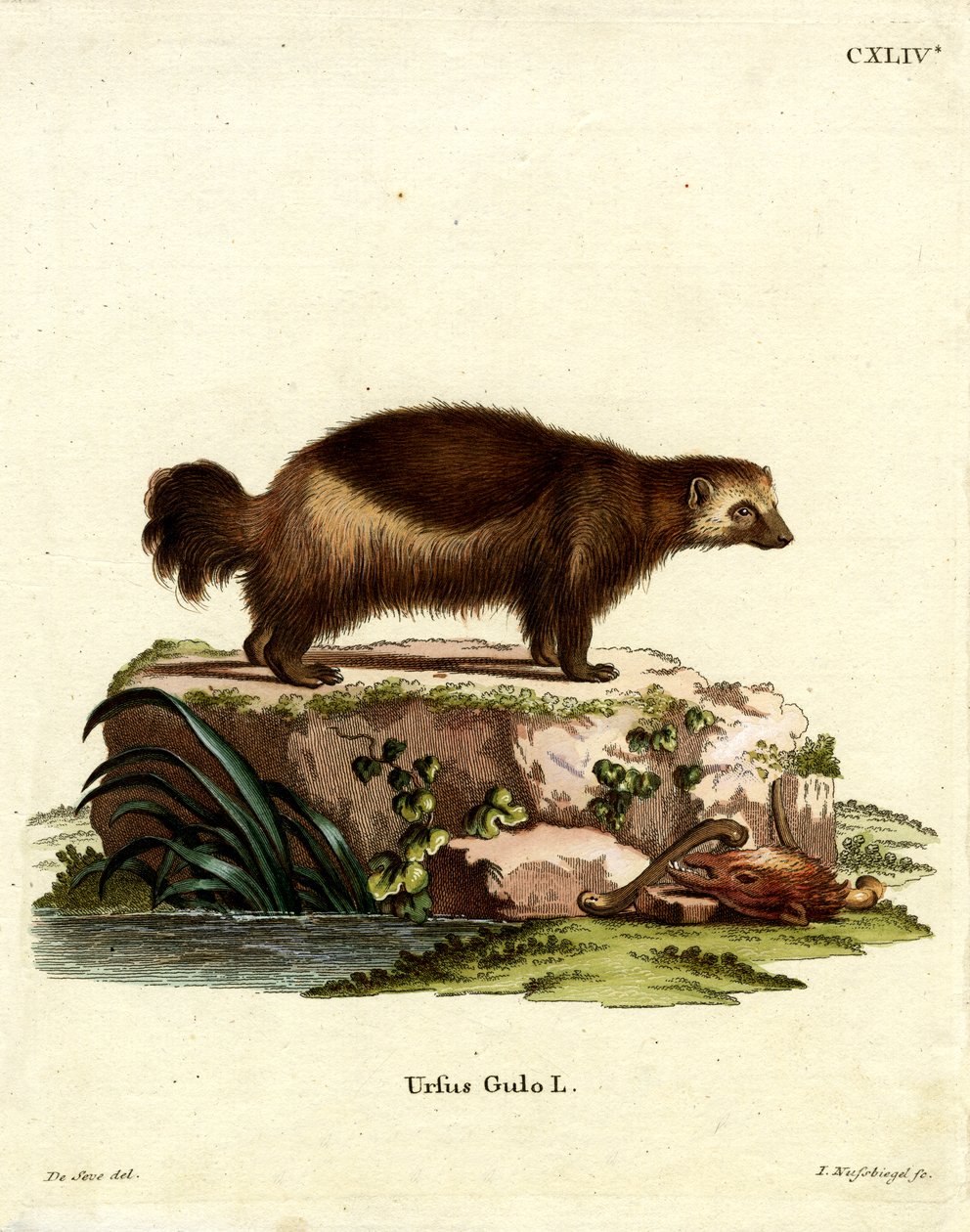 Wolverine (värillinen kaiverrus) tekijältä German School
