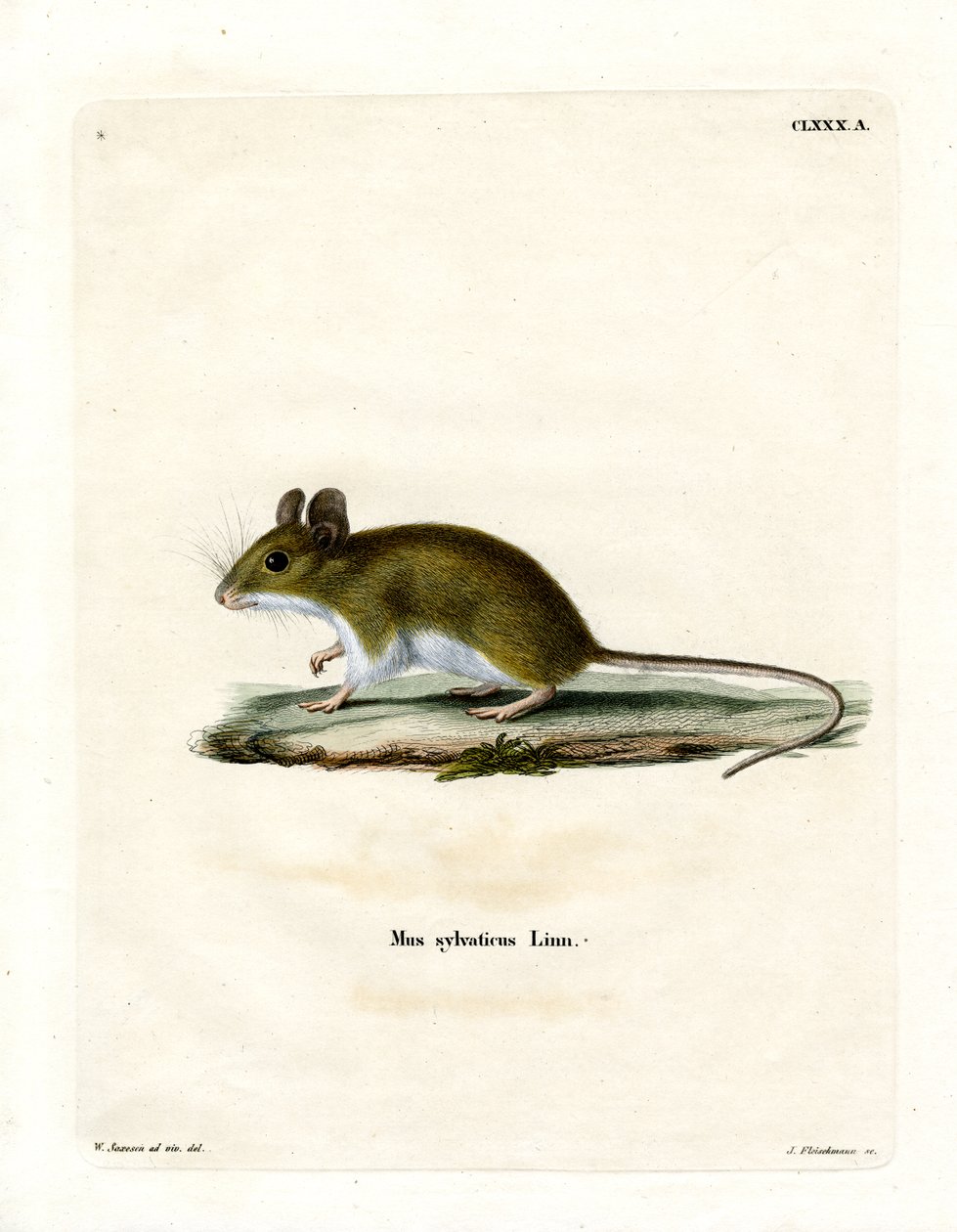 Wood Mouse (värillinen kaiverrus) tekijältä German School
