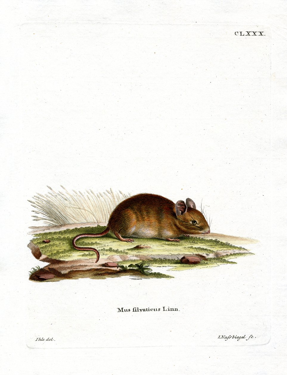 Wood Mouse (värillinen kaiverrus) tekijältä German School