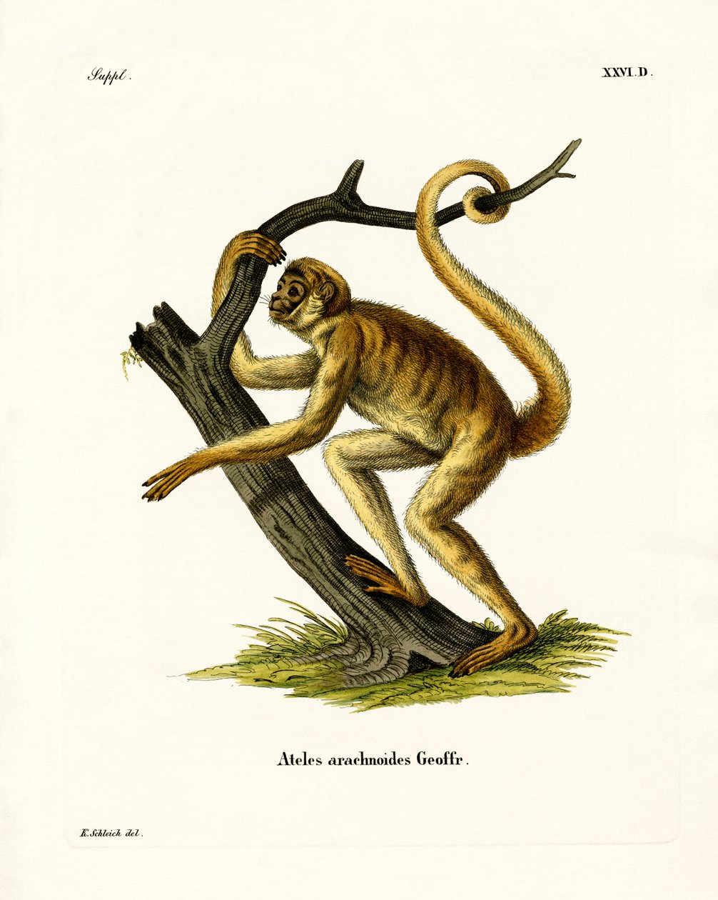 Woolly Spider Monkey (värillinen kaiverrus) tekijältä German School