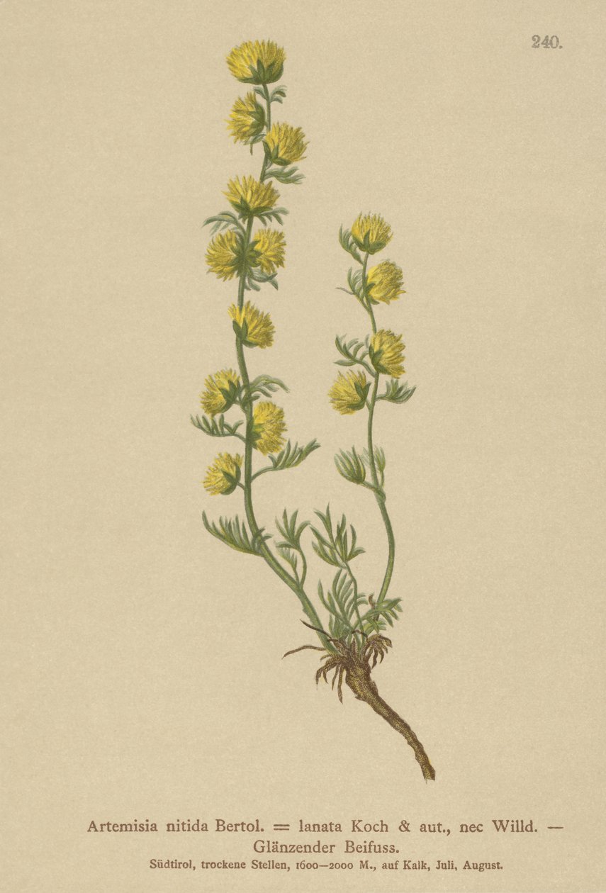 Koiruoho (Artemisia nitida, Artemisia lantana) tekijältä German School